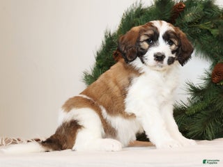 Saint Berdoodles dogs Cookie - Ad 3