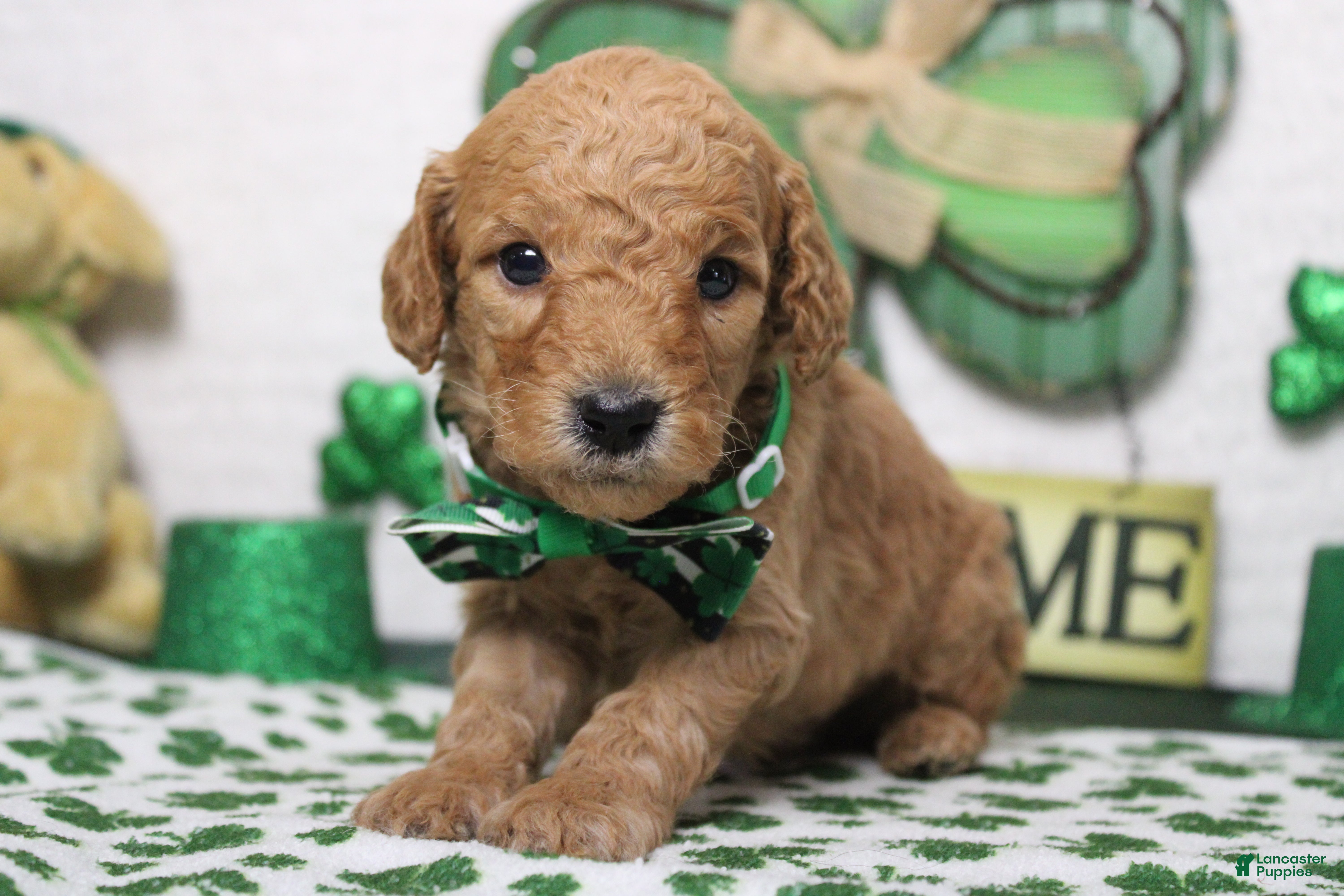 Goldendoodle dogs Crush  - Ad 9