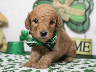 Goldendoodle dogs Crush - Ad 9