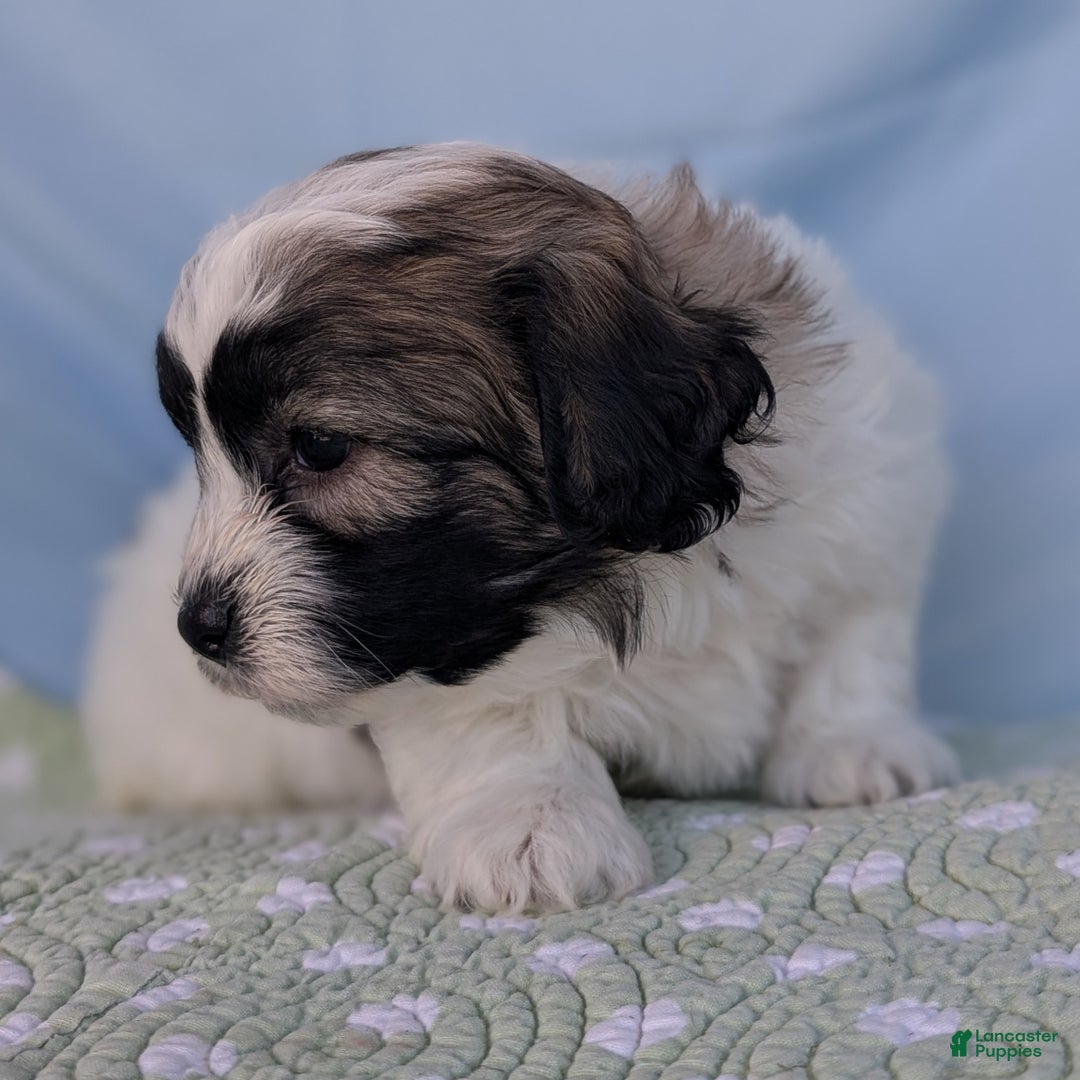 Teddy Bear dogs for sale: Nimbus - Ad 5