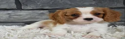 Cavalier King Charles Spaniel dogs for sale: Rocco  - Ad 4