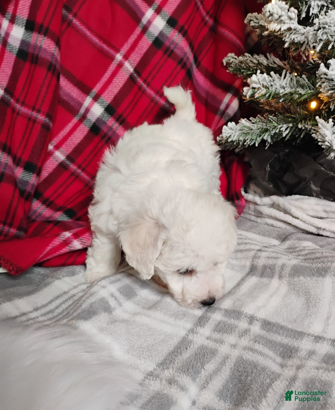 Teddy Bear dogs for sale: Fiona  - Ad 3