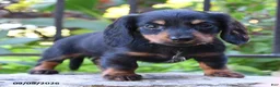 Miniature Dachshund dogs for sale: Nugget - Ad 3