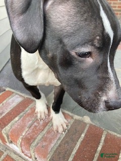 Mixed Breed dogs for sale: Mixed Breed 2 - Ad 16