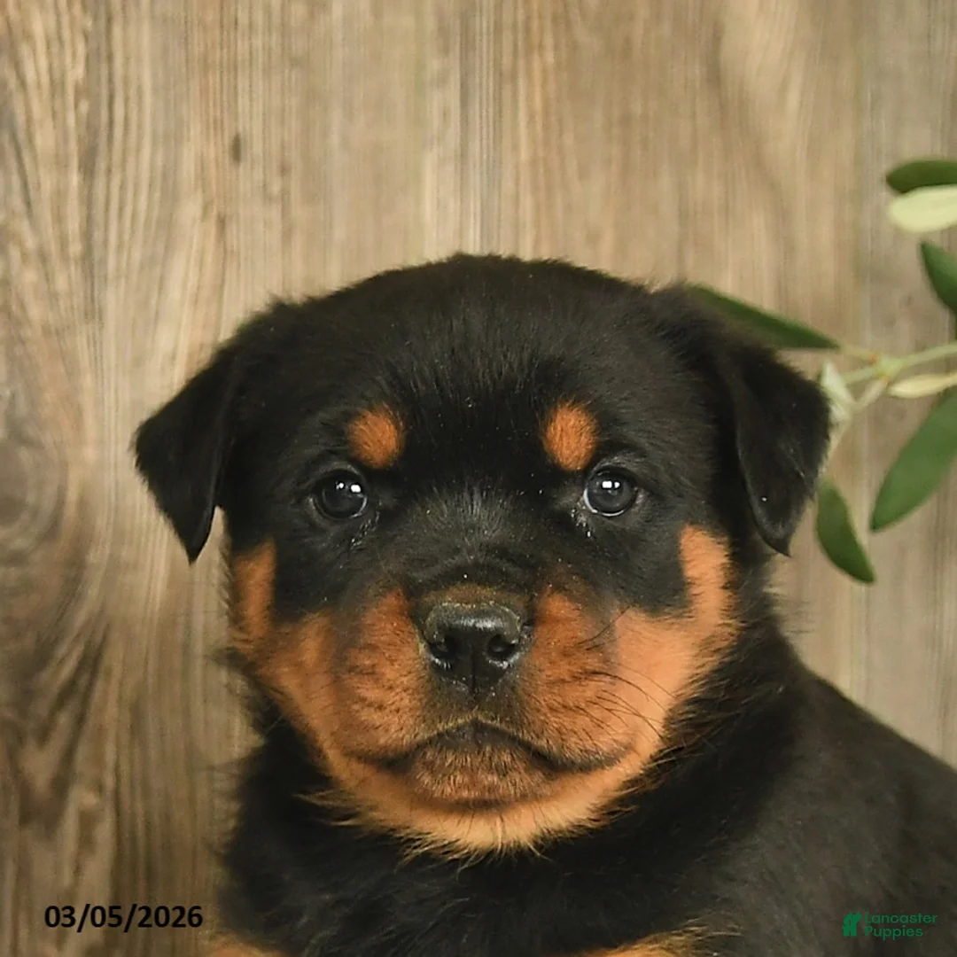 Rottweiler dogs for sale: Ladybug - Ad 5