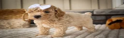 Miniature Poodle dogs for sale: Jenson ✨ - Ad 8