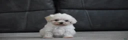 Maltipoo dogs for sale: Archie - Ad 13