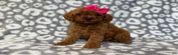 Cavapoo dogs for sale: Lottie - Ad 8