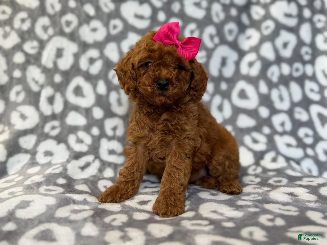 Cavapoo dogs for sale: Lottie - Ad 8