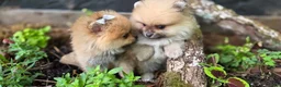 Pomeranian dogs for sale: Timber - Ad 15