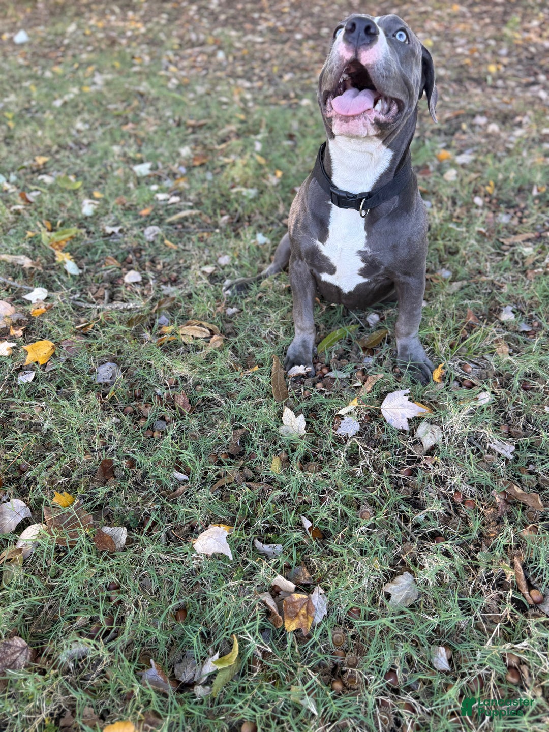 American Bully dogs for sale: American Bully 4 puppies - Ad 28