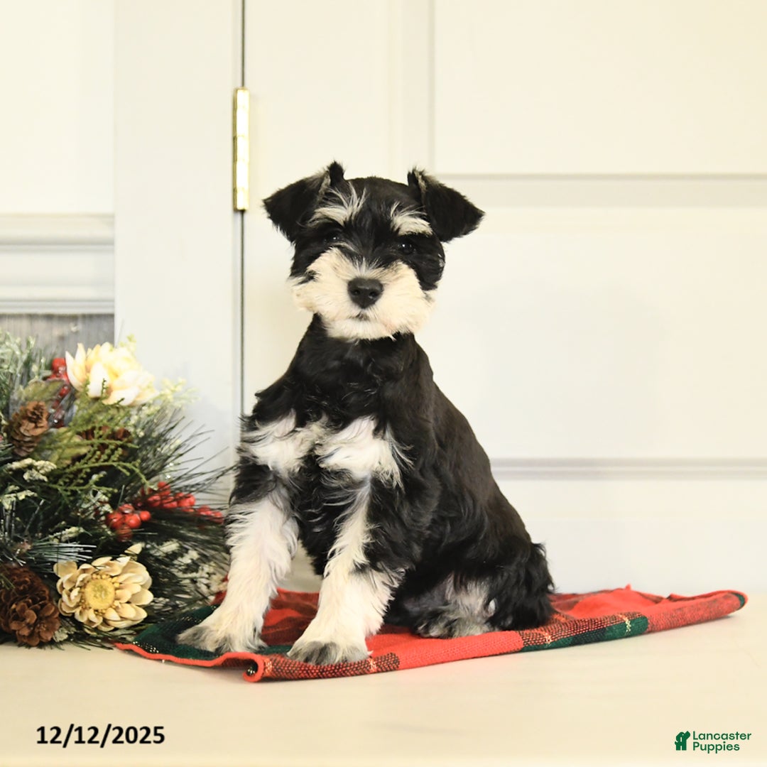 Miniature Schnauzer dogs for sale: Holly - Ad 2