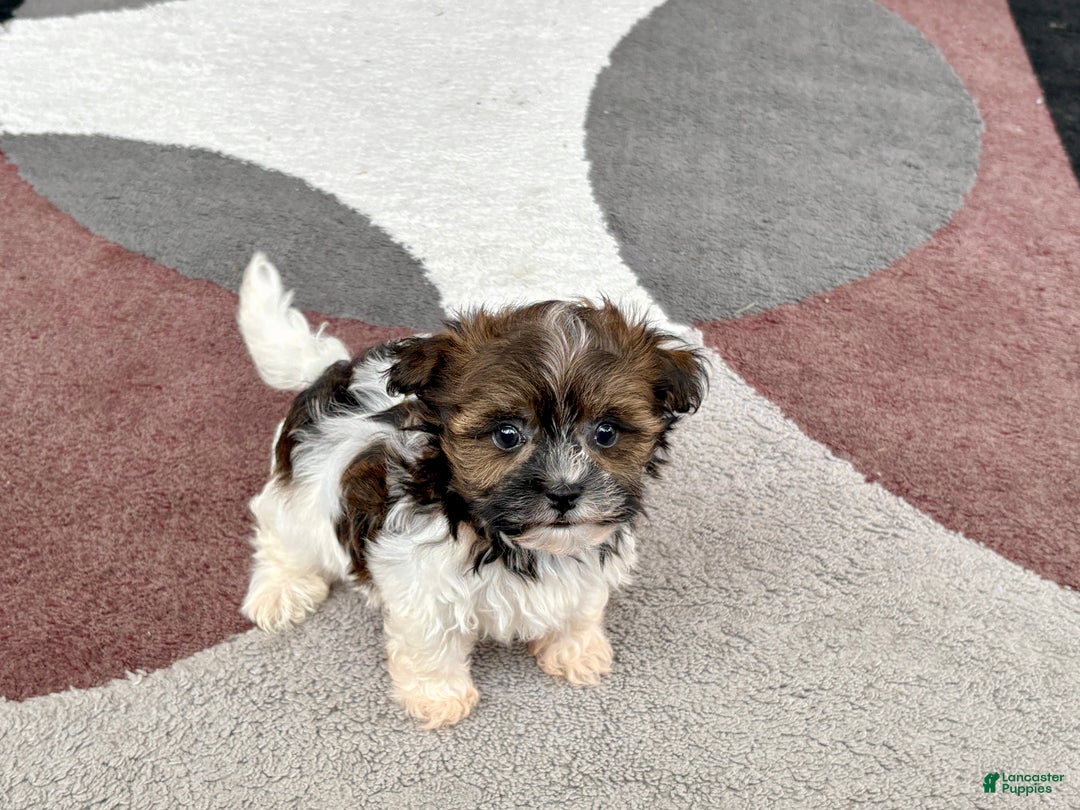 Havanese dogs for sale: Male 2 - Ad 5