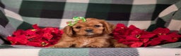 Cavalier King Charles Spaniel dogs for sale: Bridgett - Ad 7