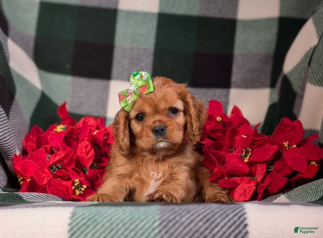 Cavalier King Charles Spaniel dogs for sale: Bridgett - Ad 7