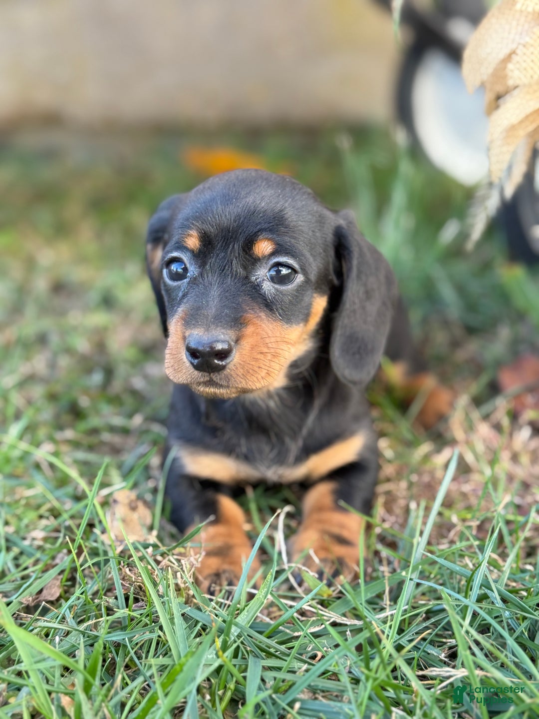 Miniature Dachshund dogs for sale: Clara - Ad 1