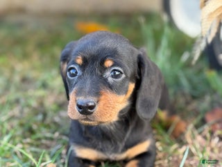 Miniature Dachshund dogs Clara - Ad 18