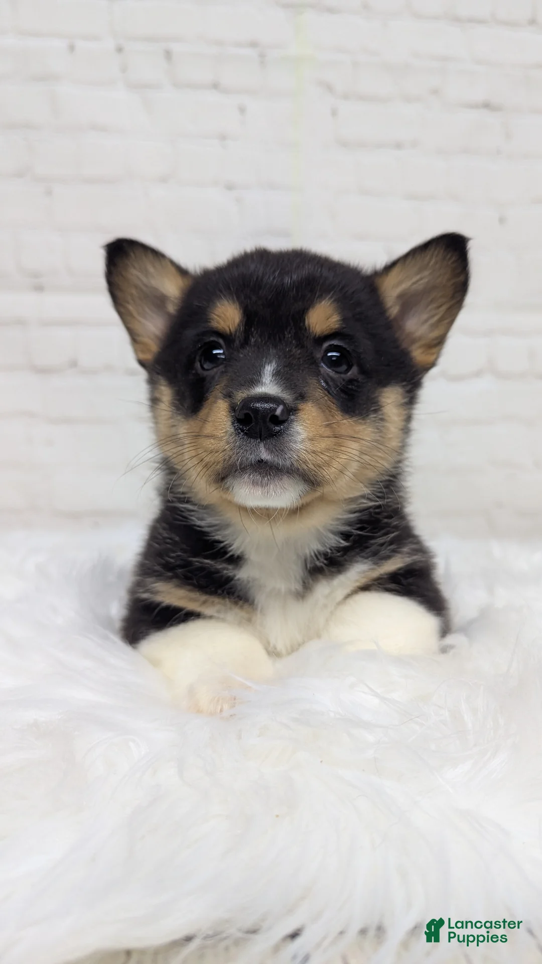 Welsh Corgi Pembroke dogs for sale: Bruno  - Ad 2