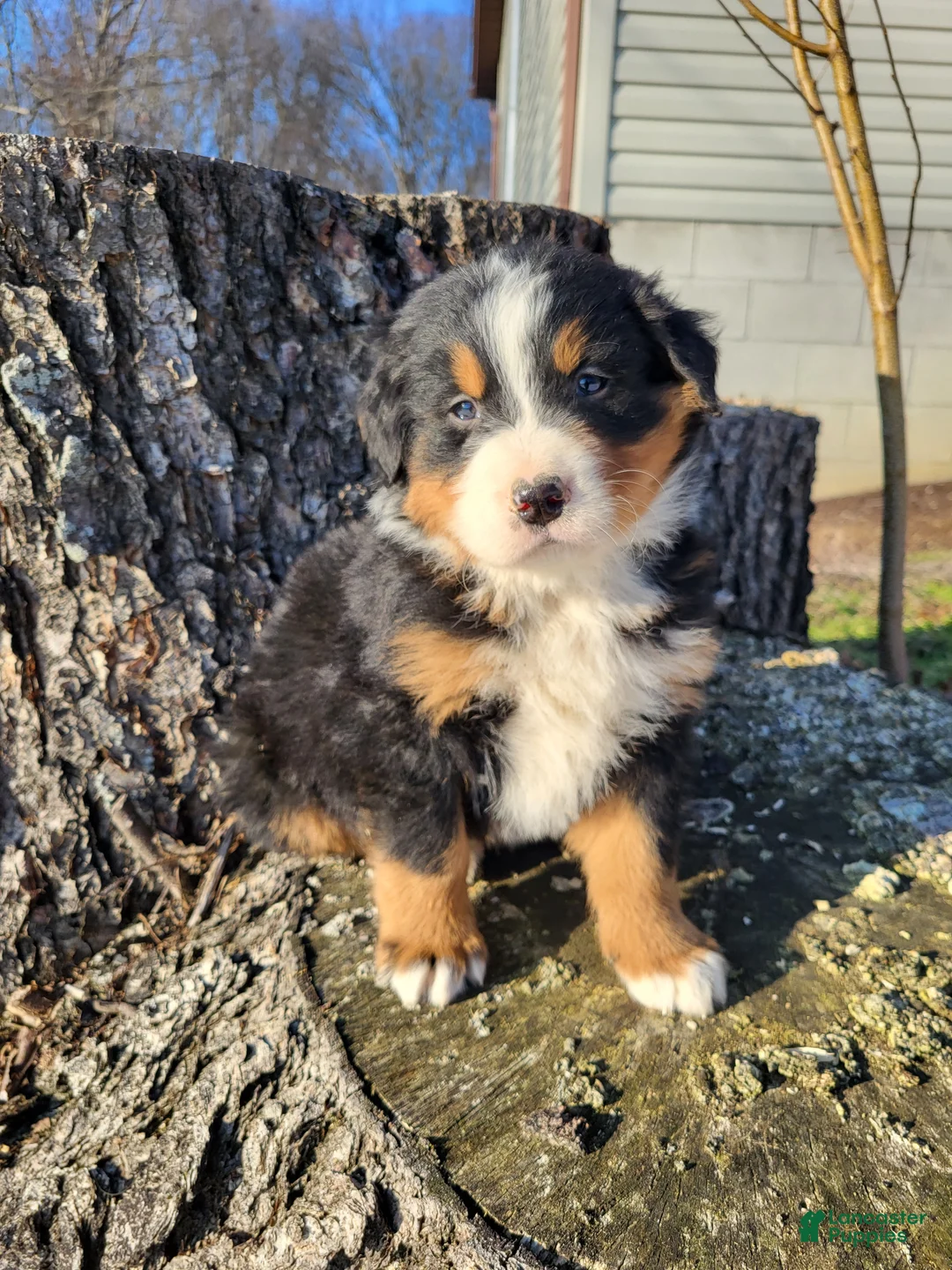 Bernese Mountain Dog dogs for sale: Leo - Ad 2