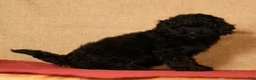 Pomapoo dogs for sale: Conner - Ad 5