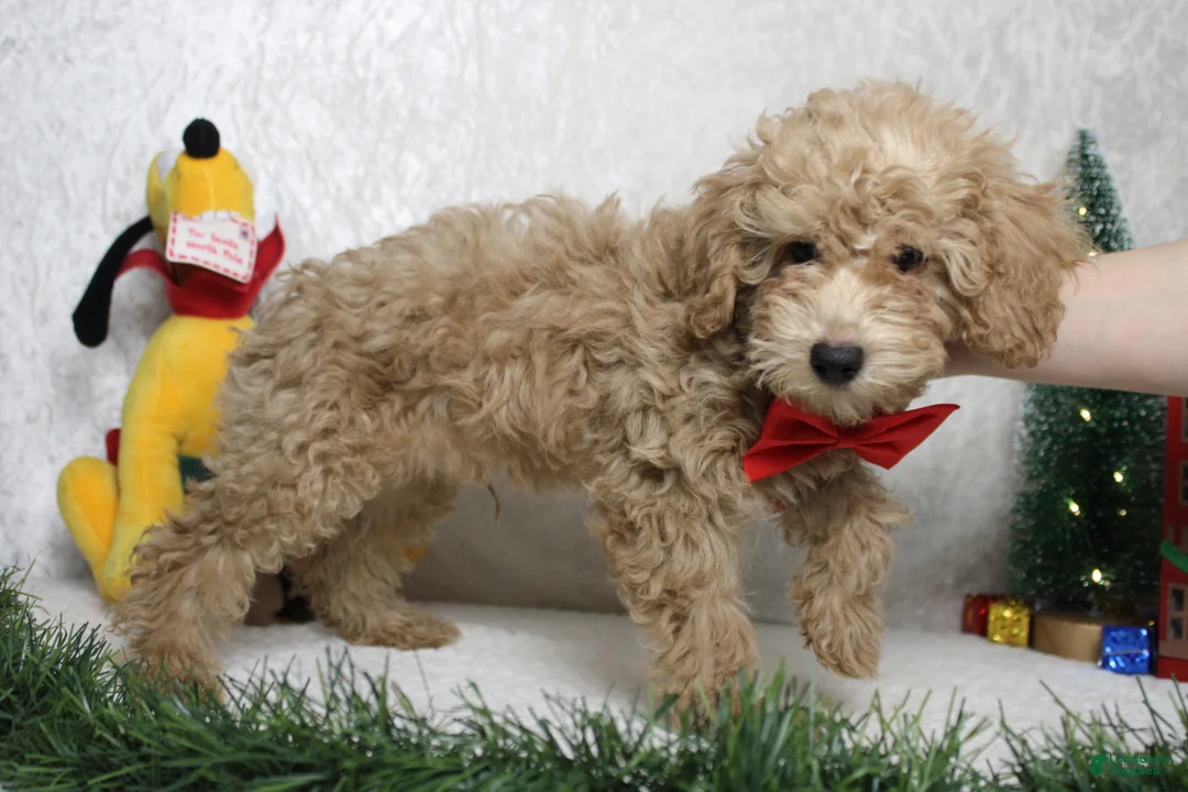 Toy Poodle dogs for sale: Buckeye - Ad 11
