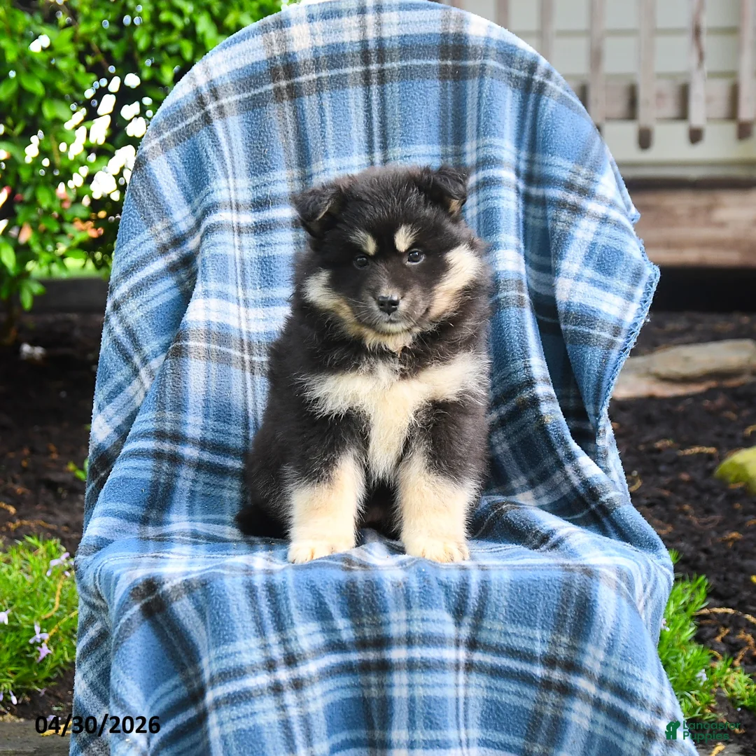 Pomsky dogs for sale: Telsa - Ad 1