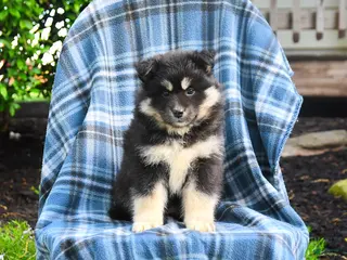 Pomsky dogs for sale: Telsa - Ad 1