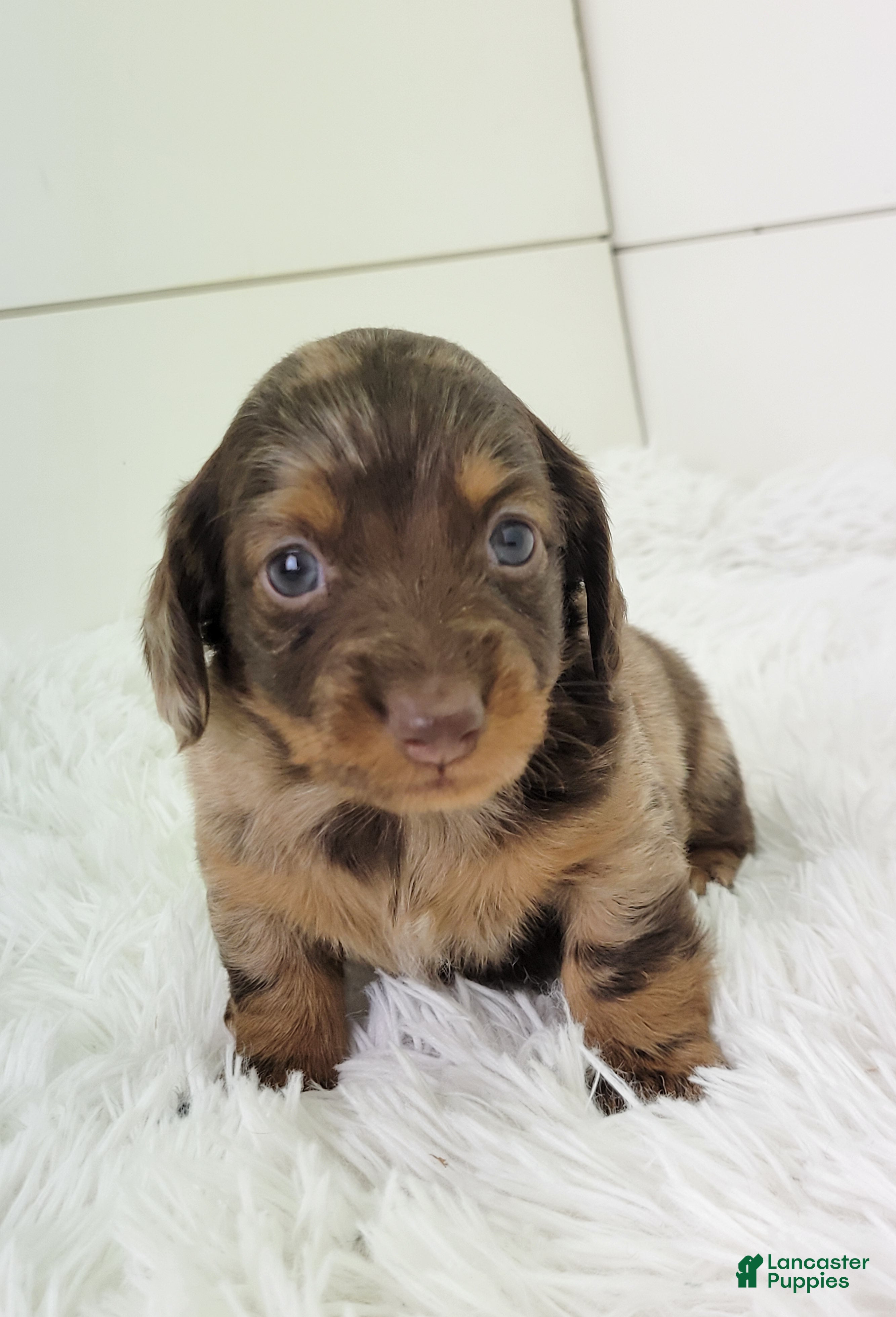 Dachshund dogs Oliver - Ad 2