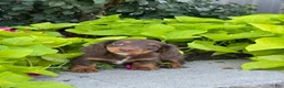Miniature Dachshund dogs for sale: Diamond - Ad 2