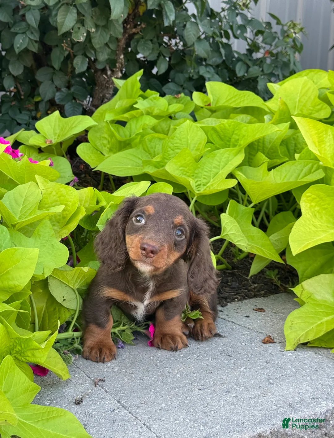 Miniature Dachshund dogs for sale: Diamond - Ad 2