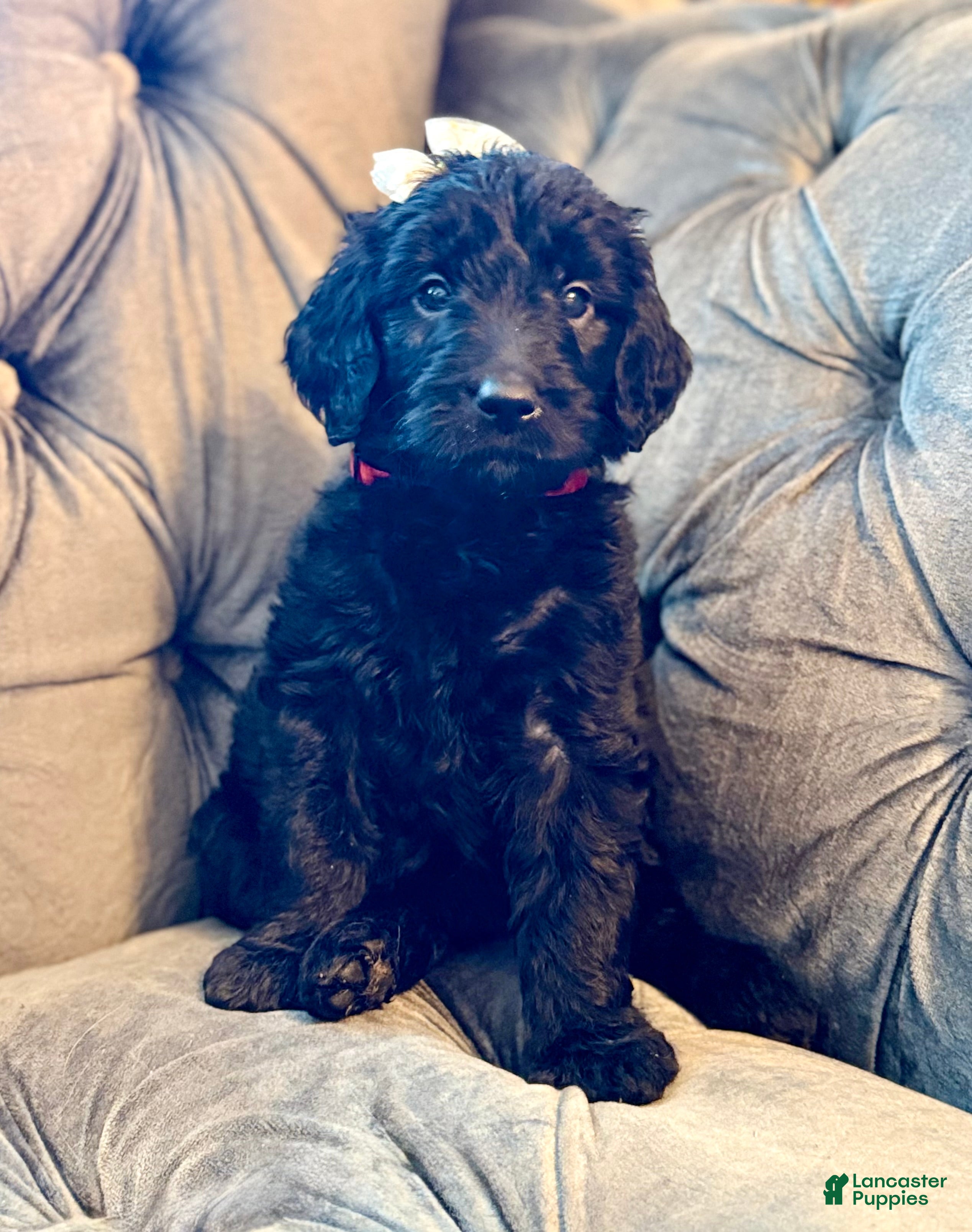 Goldendoodle dogs Red - Ad 2