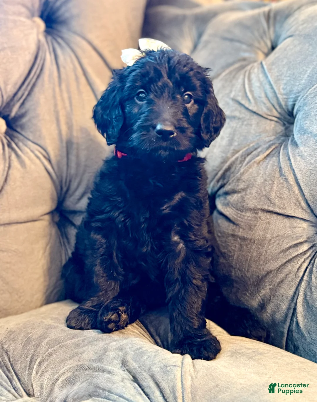 Goldendoodle dogs for sale: Red - Ad 1