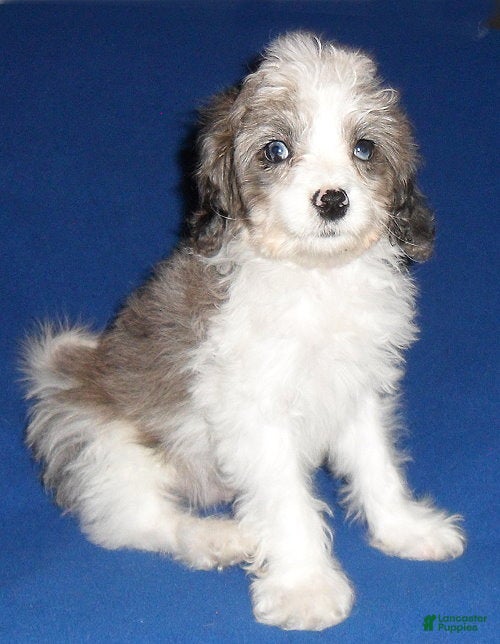 Cockapoo dogs Ringo - Ad 1