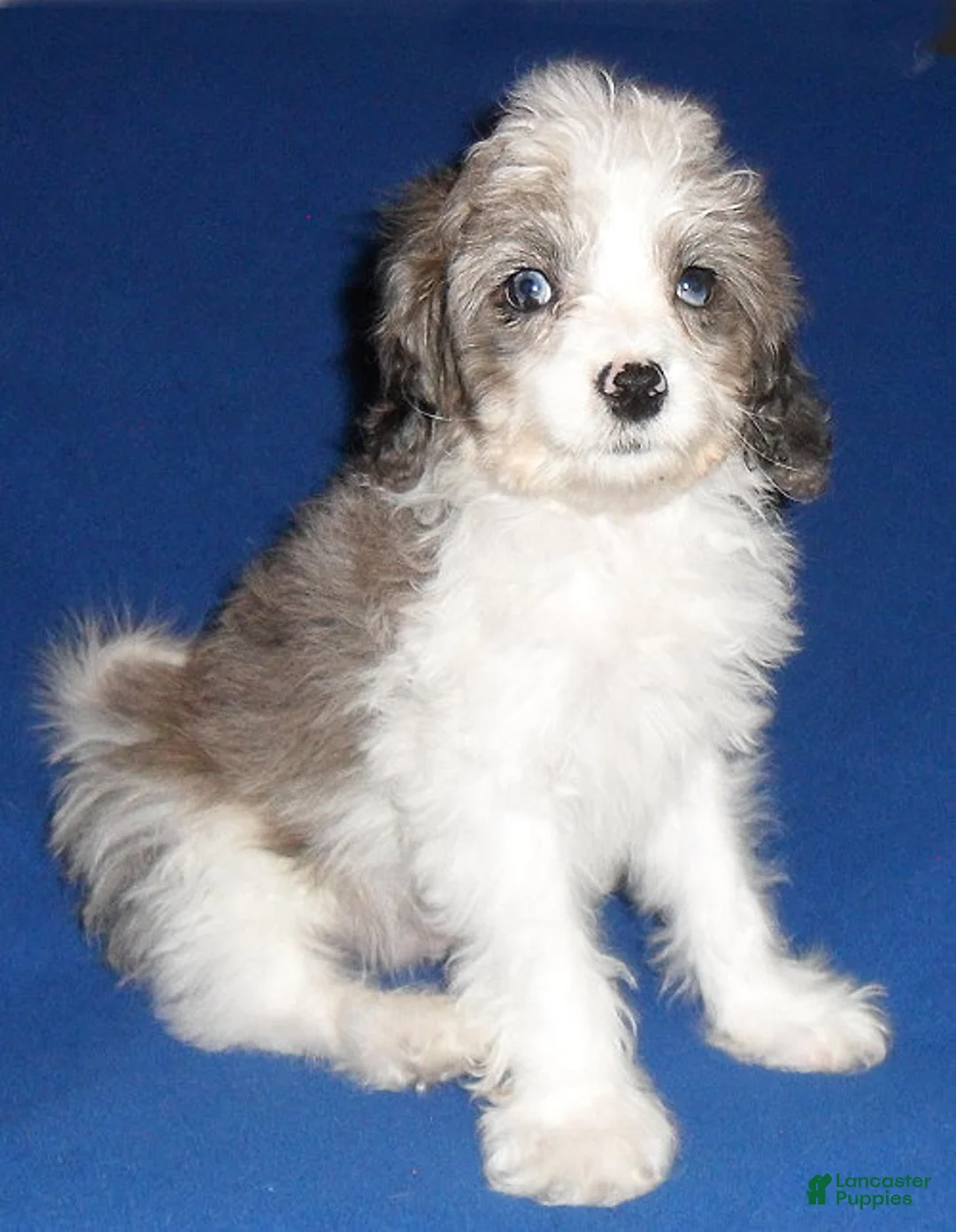 Cockapoo dogs for sale: Ringo - Ad 1