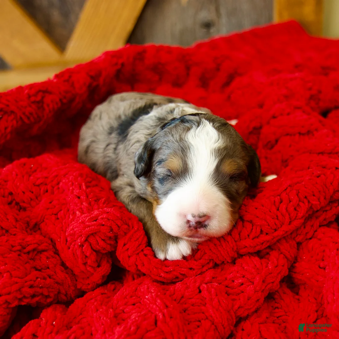 Mini Bernedoodle dogs for sale: Pudding Pop *Turf Trained* - Ad 9