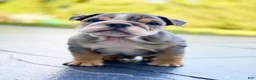 English Bulldog dogs for sale: Nicky - Ad 3