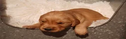 Golden Retriever dogs for sale: Indi - AKC, Genetically Clear - Ad 5
