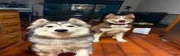 Siberian Husky dogs for sale: Gaia - Ad 10