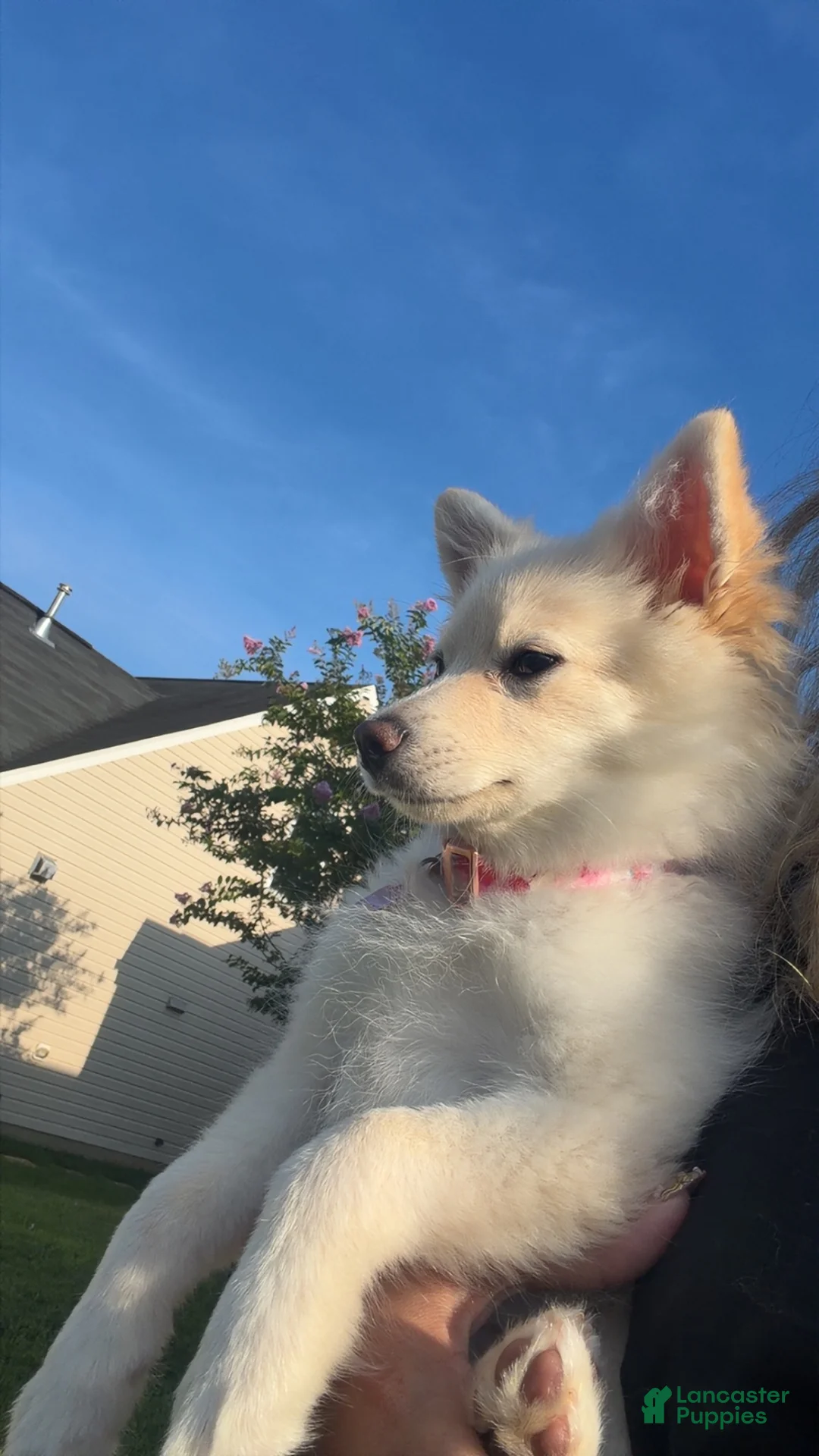 Pomeranian dogs for sale: Pomeranian 1 - Ad 2