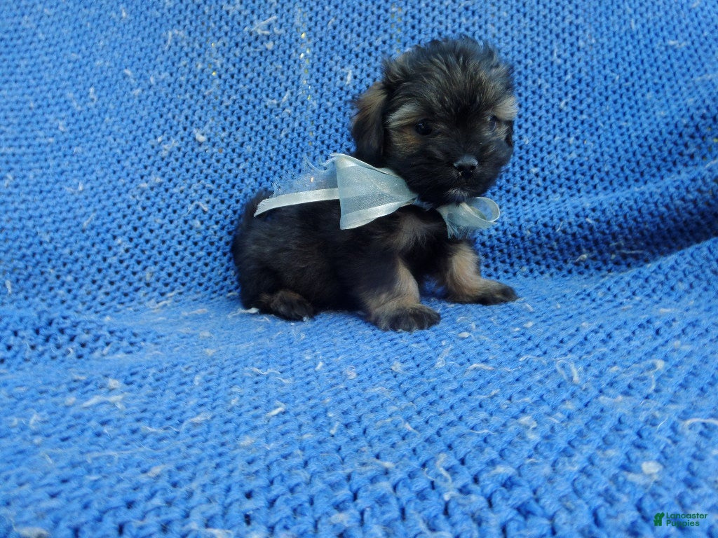 Shihpoo dogs Benny - Ad 1