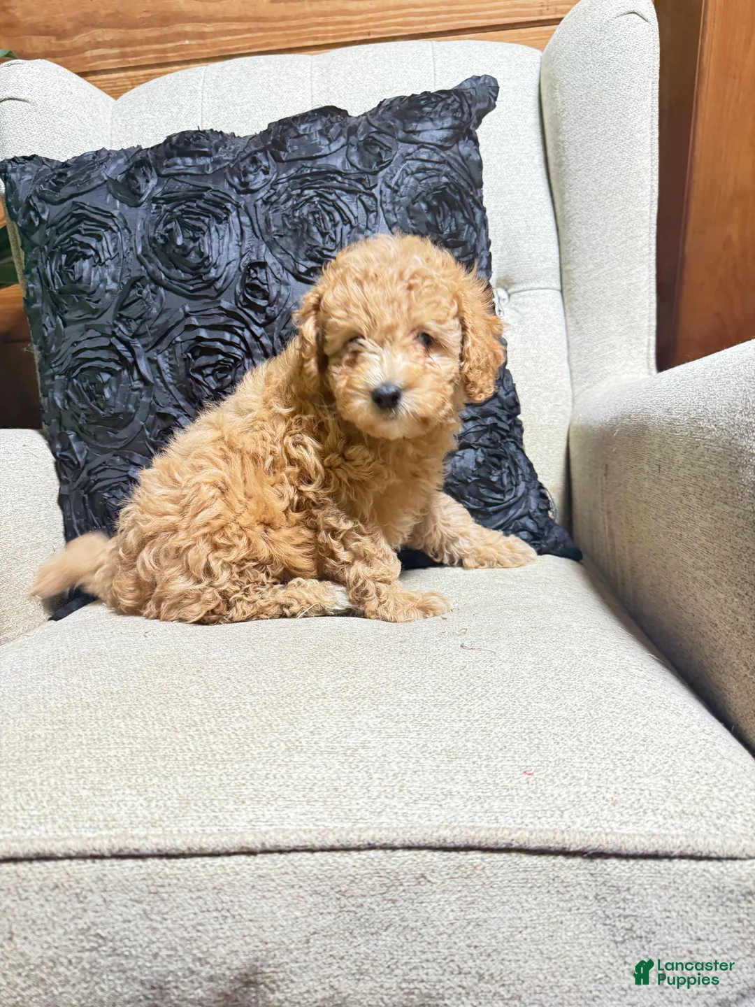 Cavapoo dogs for sale: Sadie  - Ad 2