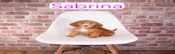 Mini Goldendoodle dogs for sale: Sabrina - Ad 1