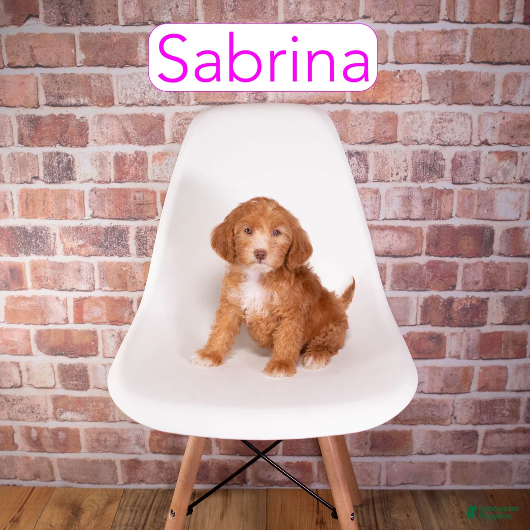 Mini Goldendoodle dogs for sale: Sabrina - Ad 1