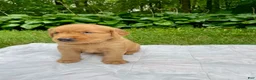 Golden Retriever dogs for sale: Pixie - Ad 11