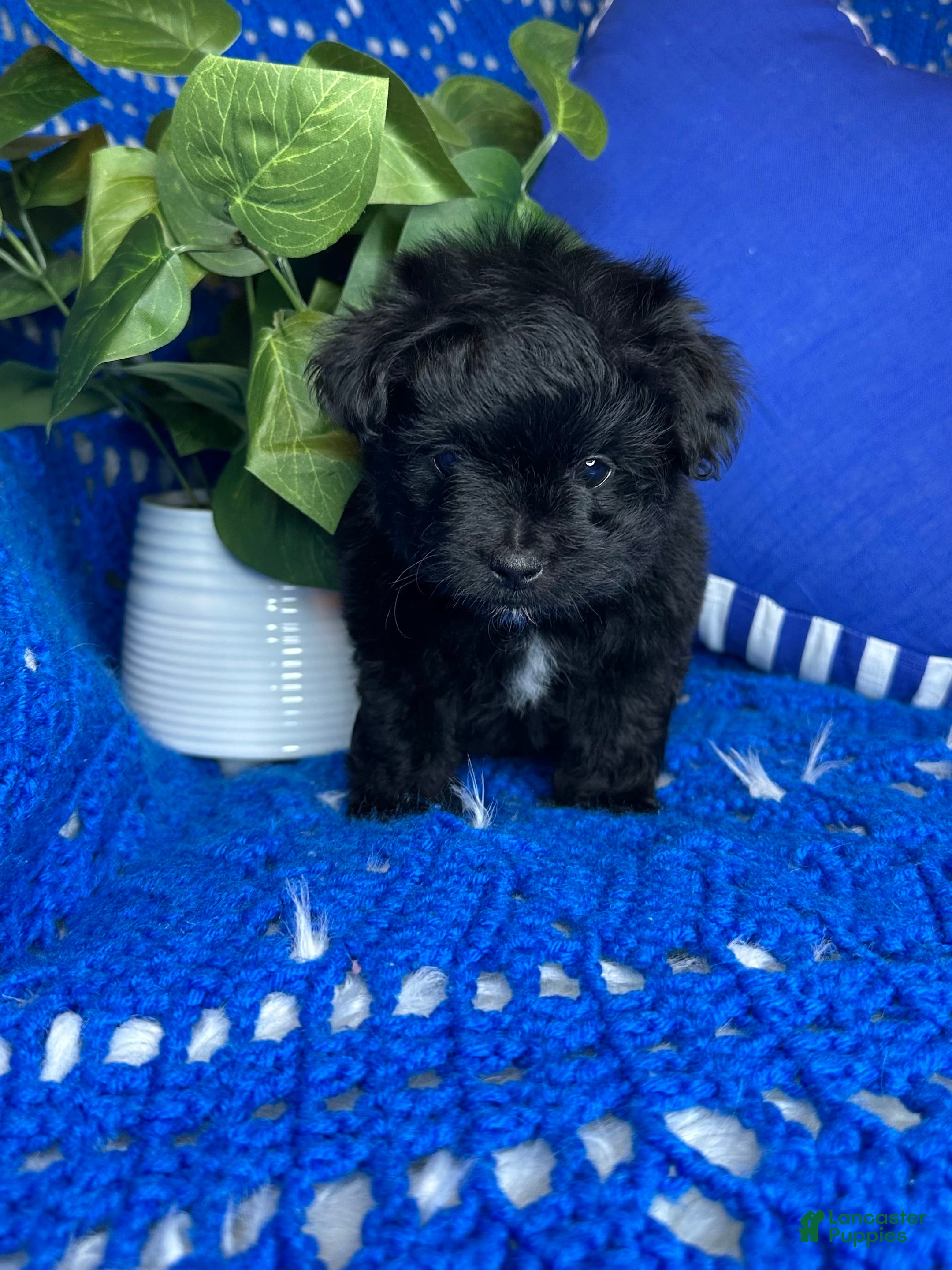 Morkie dogs for sale: Star - Ad 1