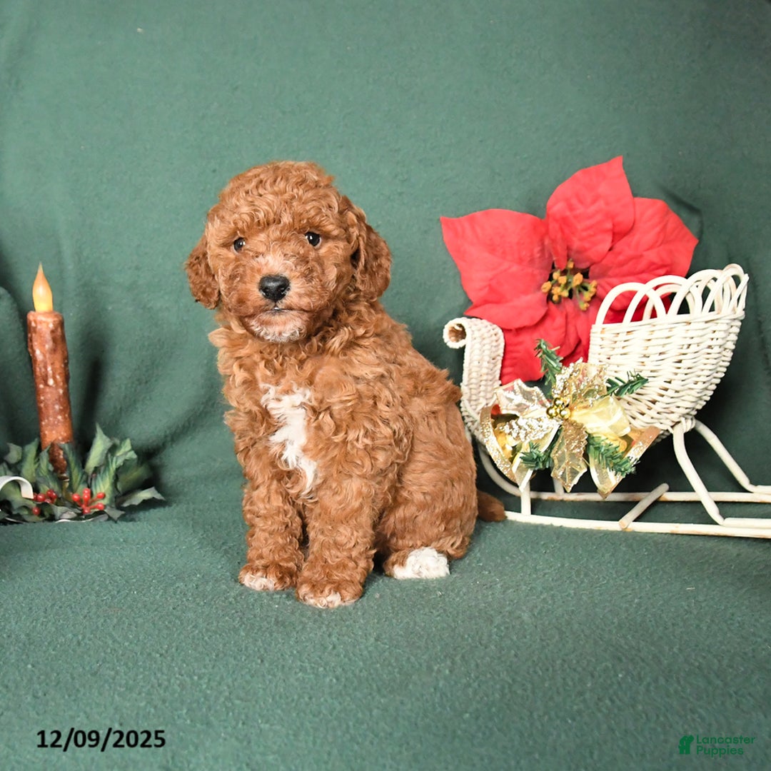 Labradoodle dogs for sale: Vance - Ad 1