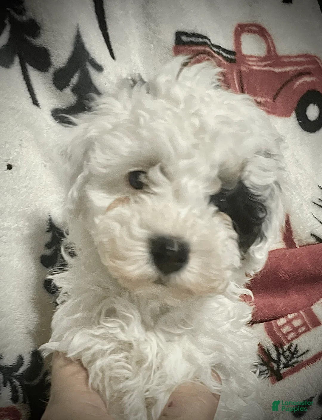 Toy Poodle dogs for sale: Toy Poodle Puppy 1 - Ad 1