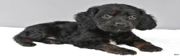Cockapoo dogs for sale: Jessica - Ad 3