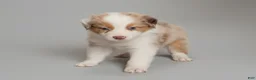 Australian Shepherd dogs for sale: Rhett - Ad 4
