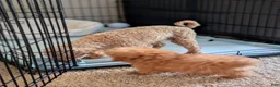 Mixed Breed dogs for sale: Strawberry  - Ad 8